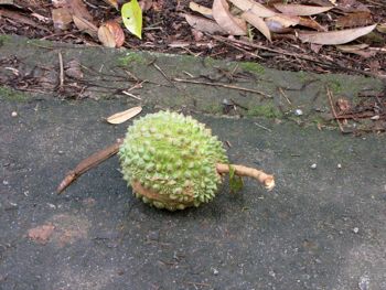 Ubin durian